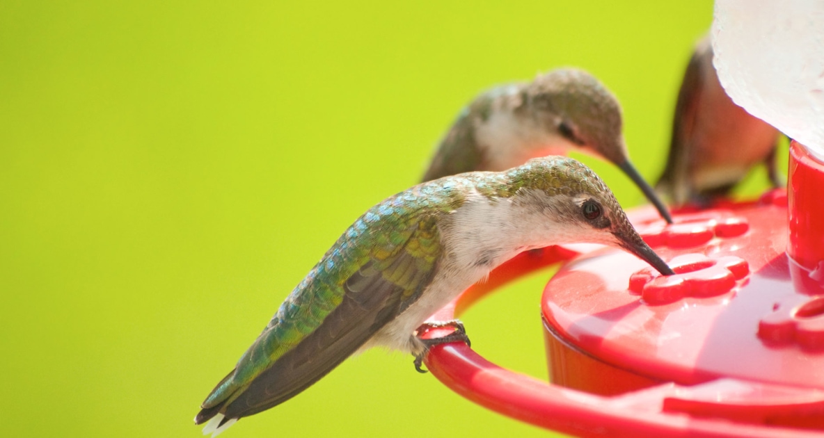 When Should I Take Down My Hummingbird Feeder Farmers Almanac