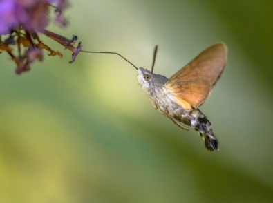 Have You Seen A Hummingbird Moth? Here Are 10 Facts That Will Amaze featured image