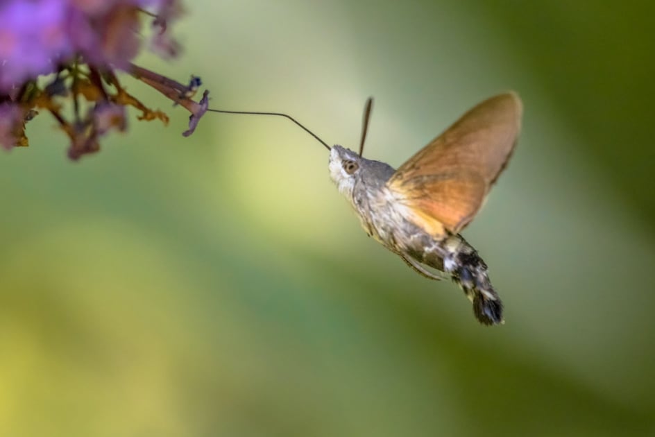 Hummingbirds - Butterflies