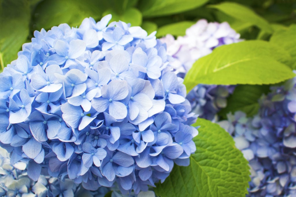 Hydrangeas turn color according to the pH of soil.