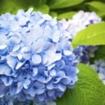 Hydrangeas turn color according to the pH of soil.