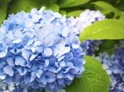 Hydrangea Not Blooming? Here’s What To Do featured image