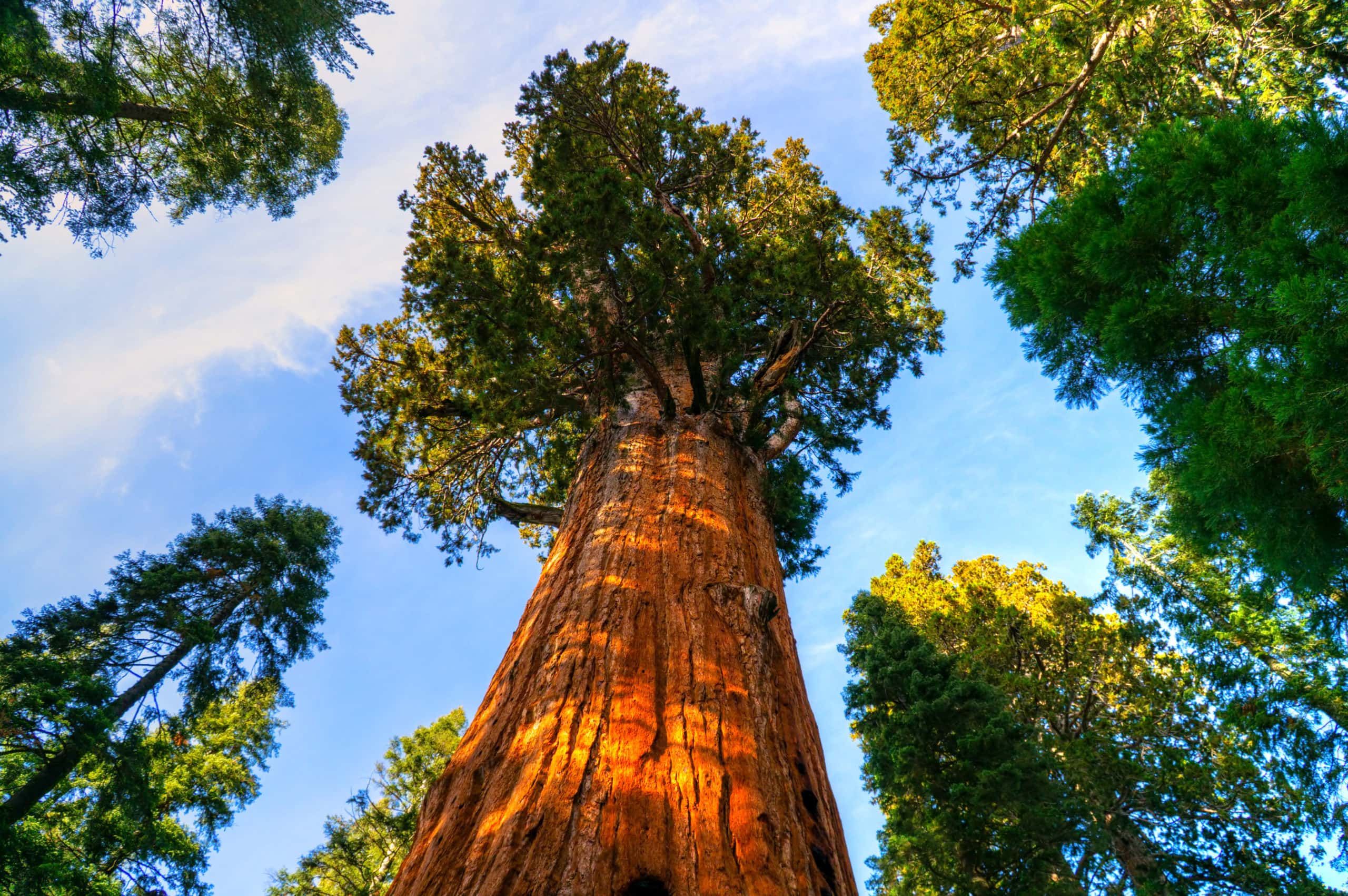 Large redwood trees in a forest in California