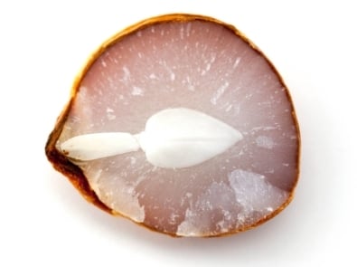 How Do Persimmons Predict The Weather? Here’s How To Read the Seeds featured image