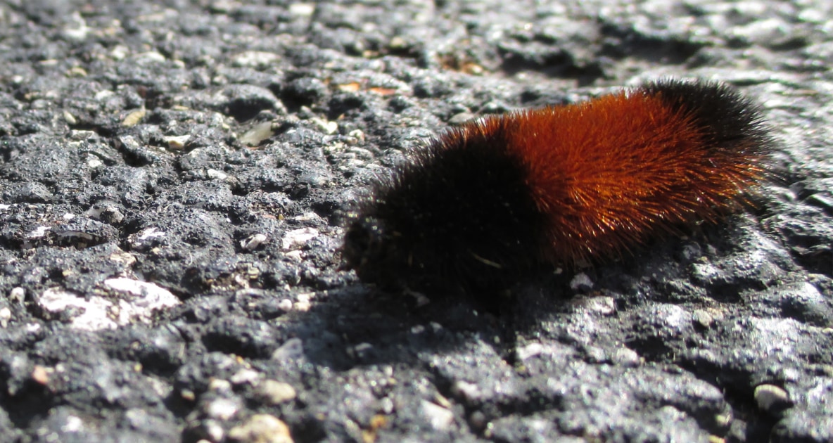 Caterpillar - Isabella tiger moth