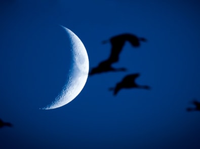 Birds that Migrate at Night: How Do They Find Their Way? featured image