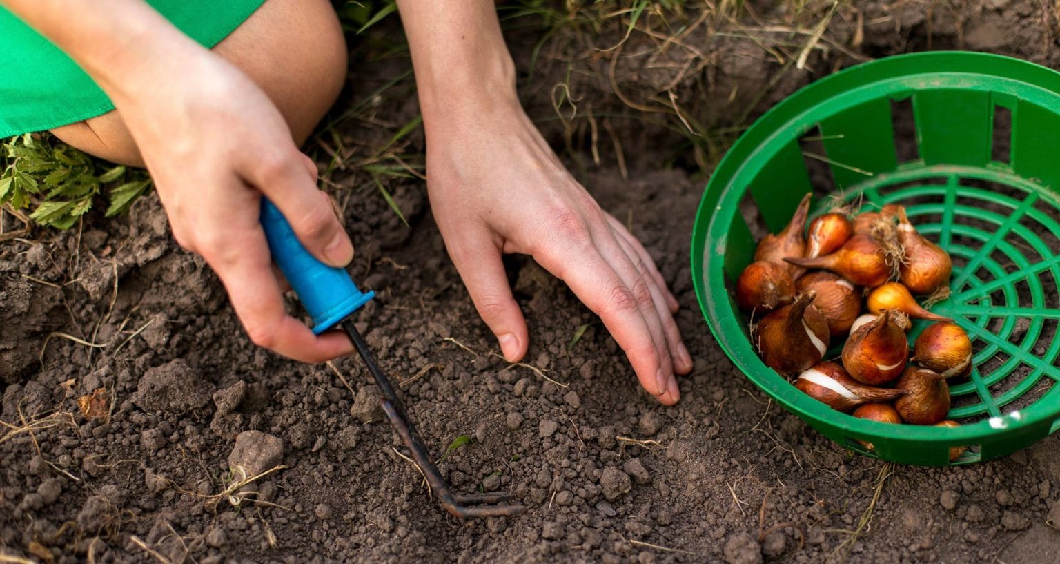 6 MustRead Tips for Planting Bulbs in the Fall Farmers' Almanac Plan Your Day. Grow Your Life.