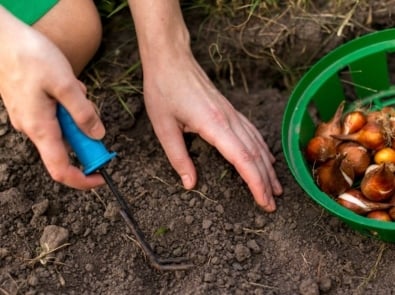 6 Must-Read Tips for Planting Bulbs in the Fall featured image