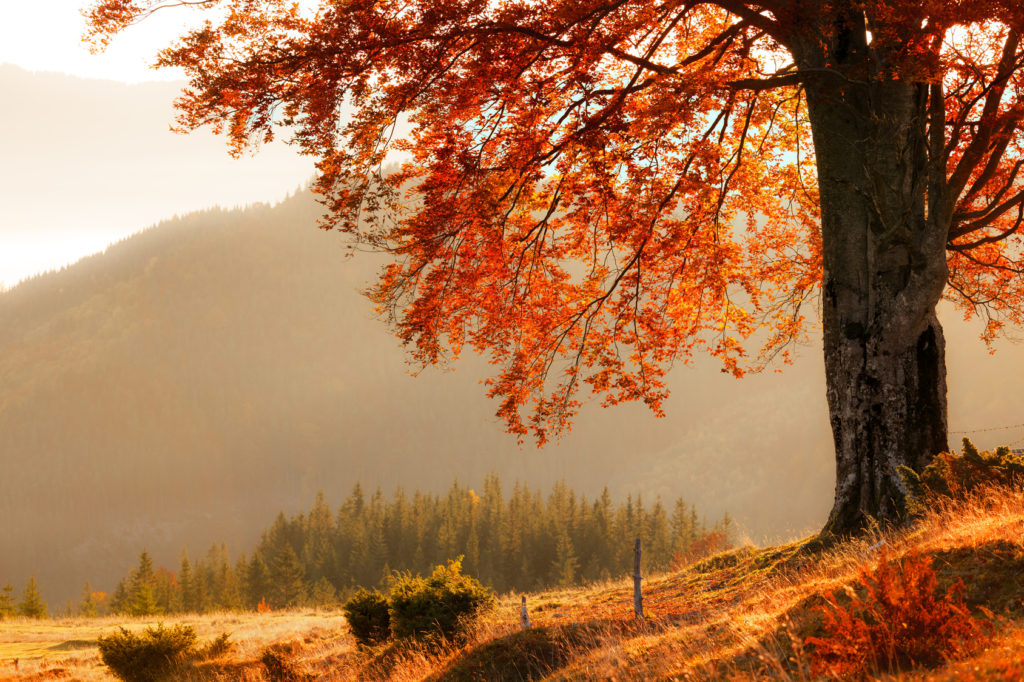 Fall colors tree