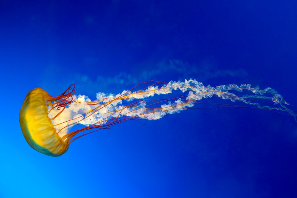 Jellyfish - Stock photography