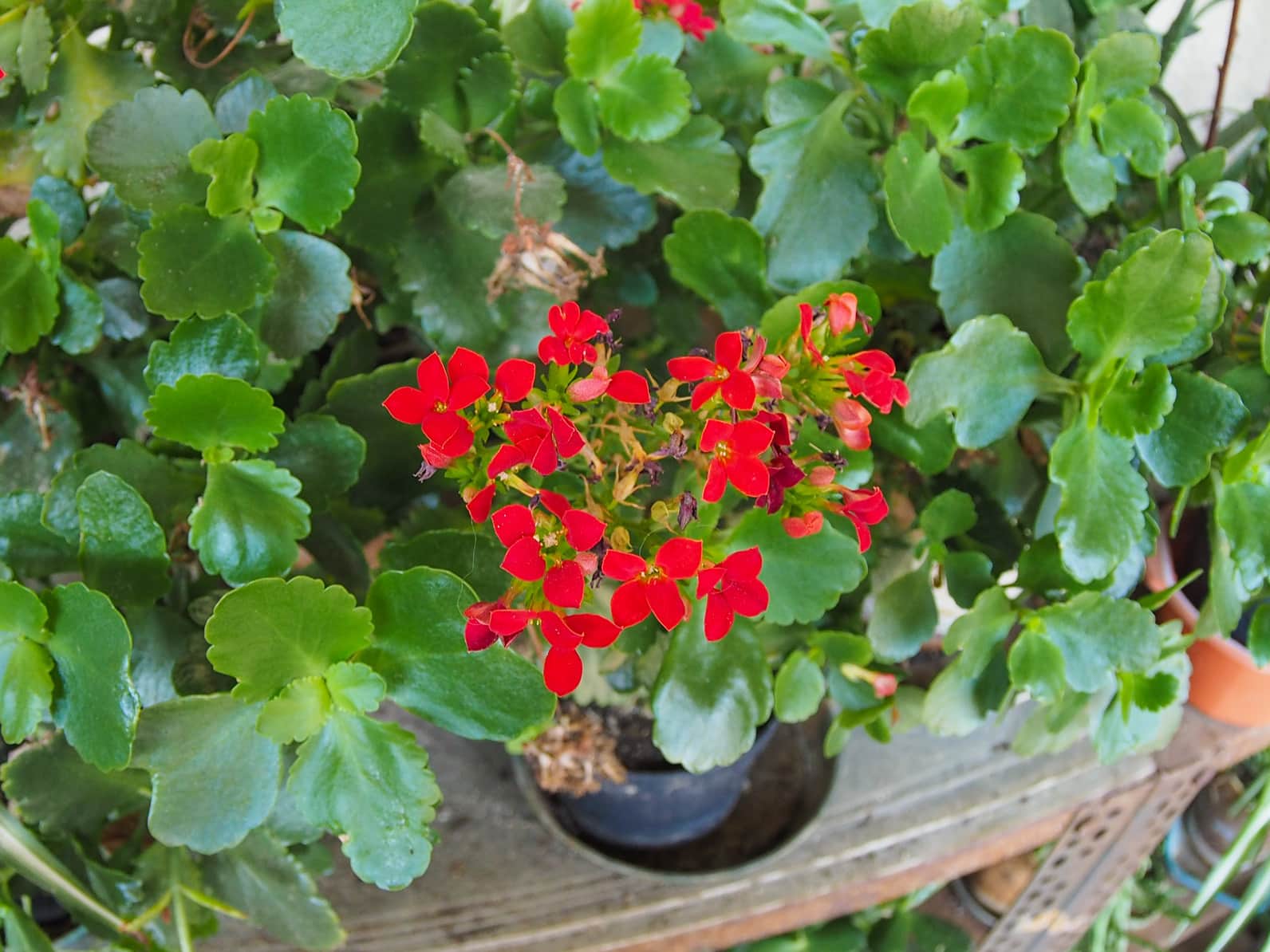 Kalanchoe red flower