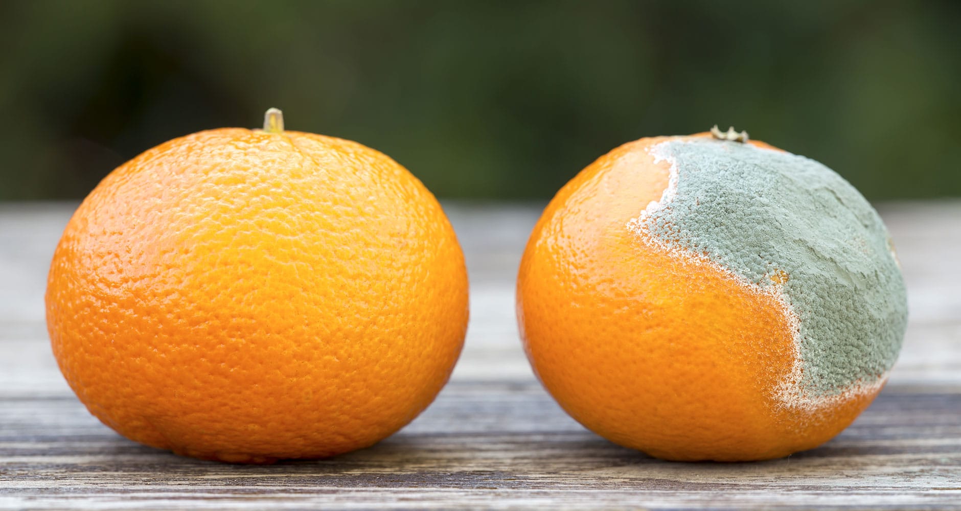 A few moldy oranges sitting in a fruit bowl beside fresh ones, a reminder to inspect daily.
