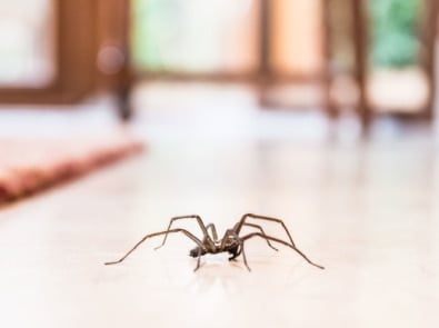 Natural Ways To Keep Spiders Out Of Your House! featured image