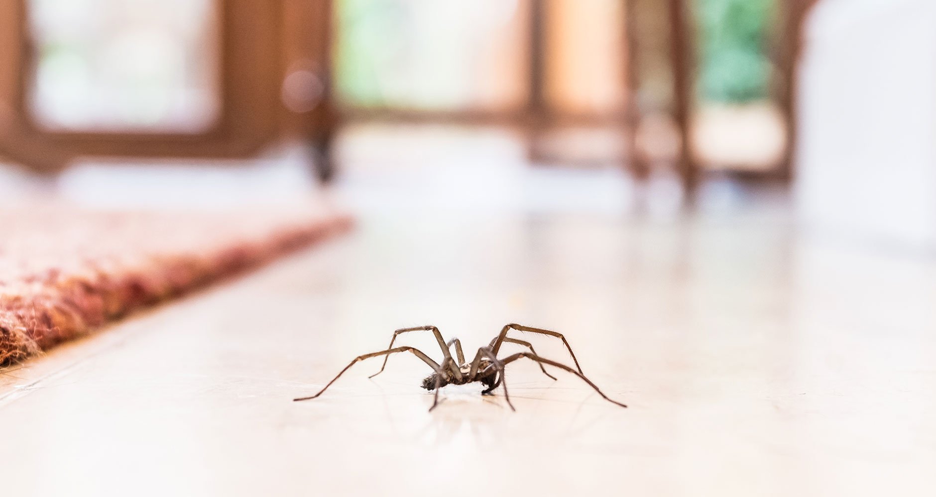 Black widow spiders > Mountain Home Air Force Base > Article Display