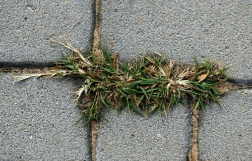 Kill weeds naturally image