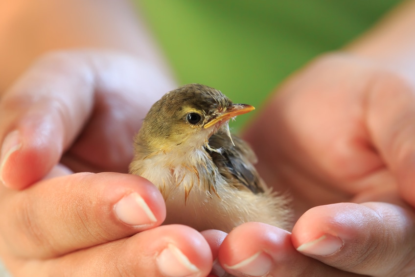 Sparrow being gently held in human hands.