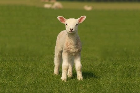Suffolk sheep - Rideau Arcott