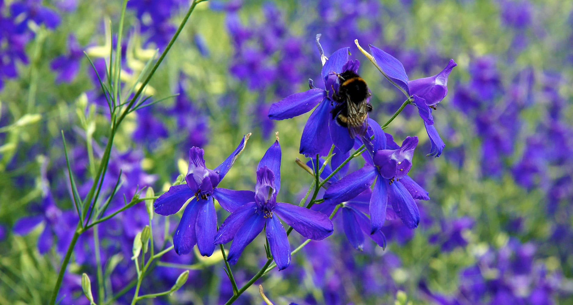 July Flower Lore Larkspur And Water