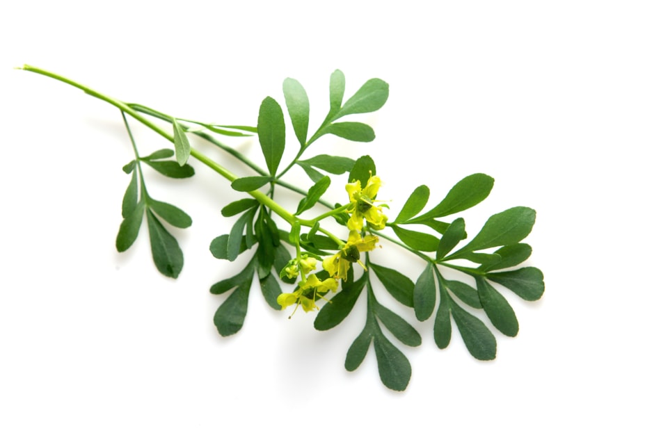 Rue branch isolated on white background.