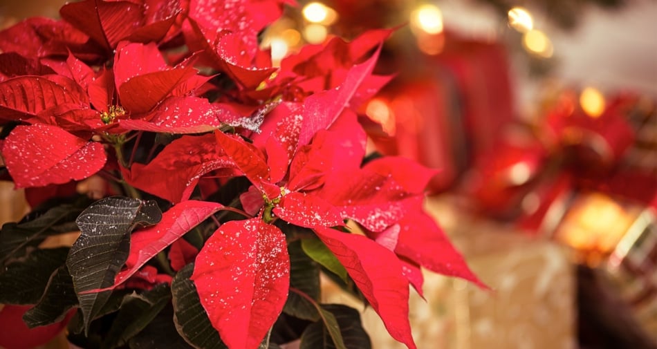 Bright red poinsettias with candles in the background.