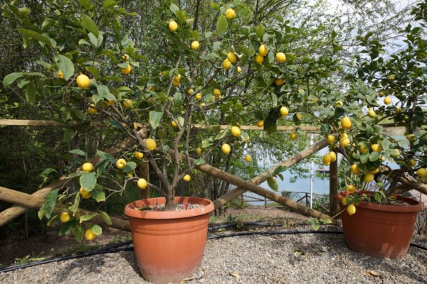 Stagione dei limoni