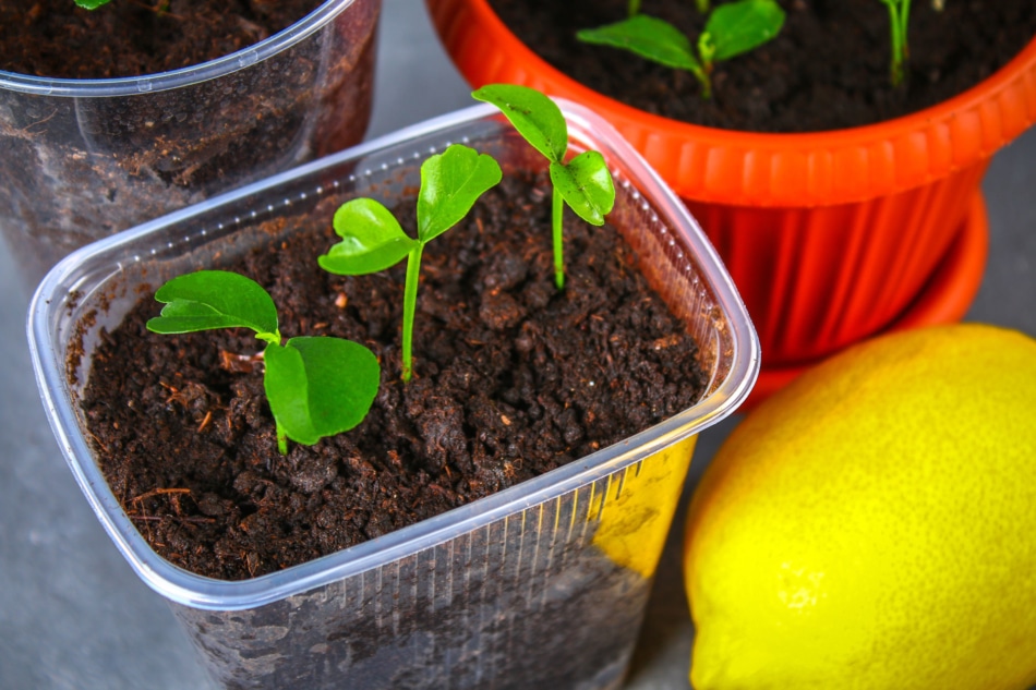 Grow Your Own Tree From Lemon Seeds - Farmers' Almanac Plan Your Day. Your Life.