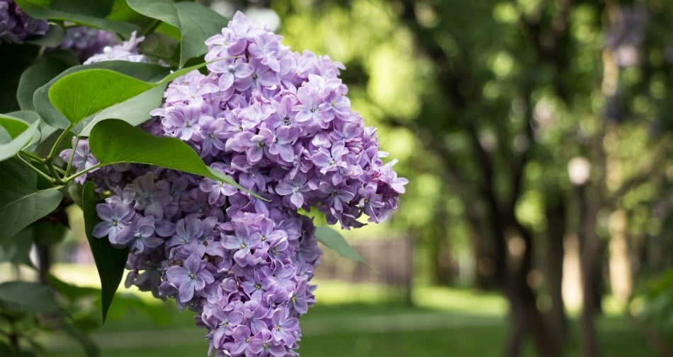 Mature lilac tree in bloom 