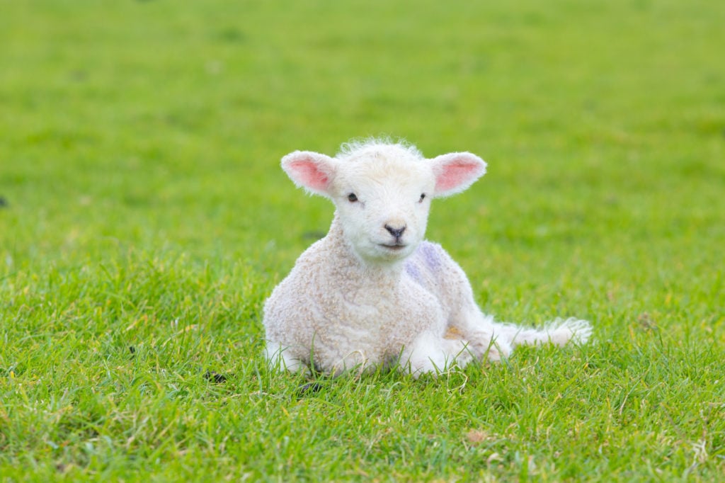 Small cute lamb gambolling in a meadow in England farm