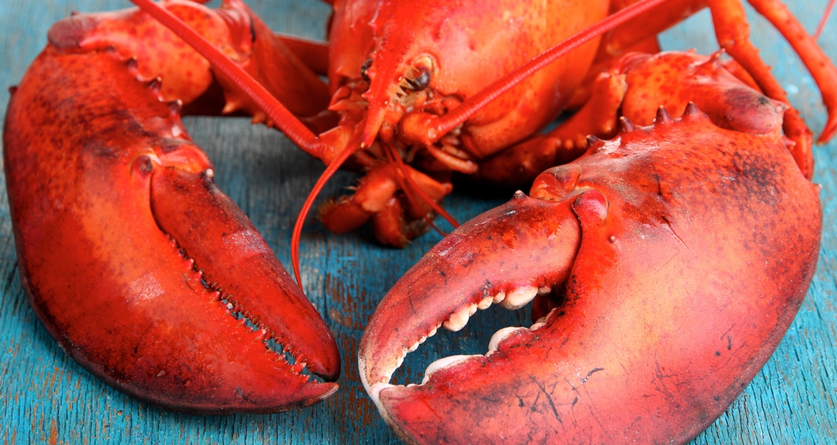 Closeup of an american red lobster.