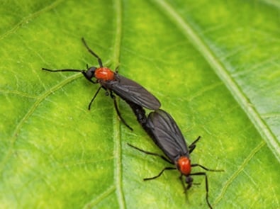 How to Get Rid of Love Bugs featured image