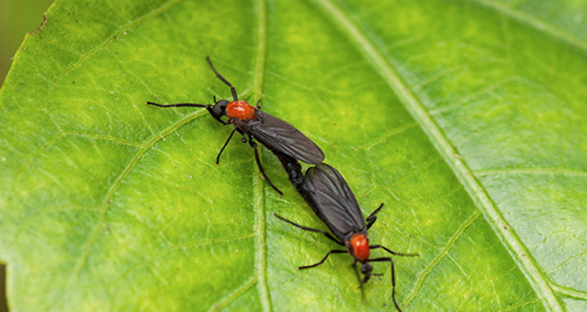 How To Get Rid Of Love Bugs Farmers Almanac
