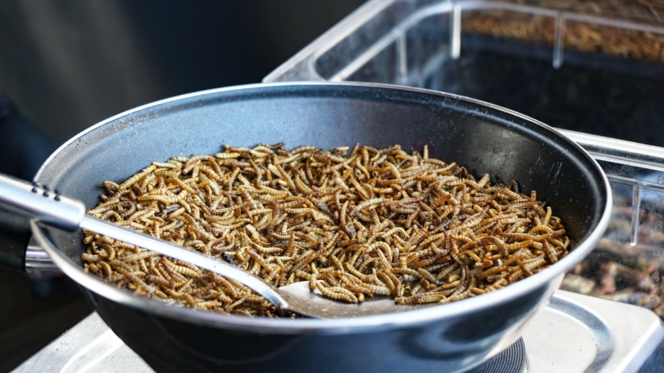 3 Edible Insects 10 Edible Bugs and How to Eat Them (Forager’s Guide)