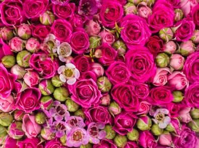 43 Flowers And Their Meanings featured image
