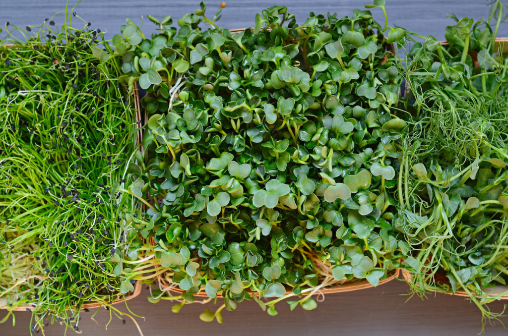 Herb - Microgreen