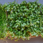 Herb - Microgreen