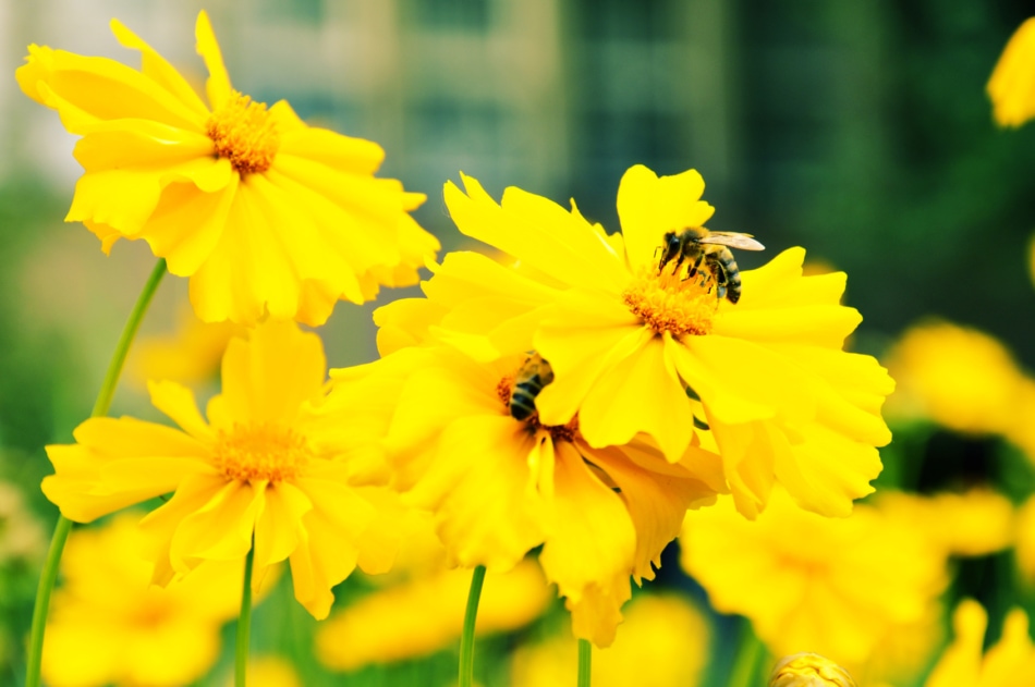 A bee on a yellow flower.