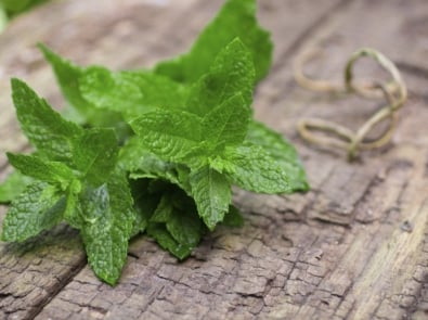 Mint Growing Tips featured image