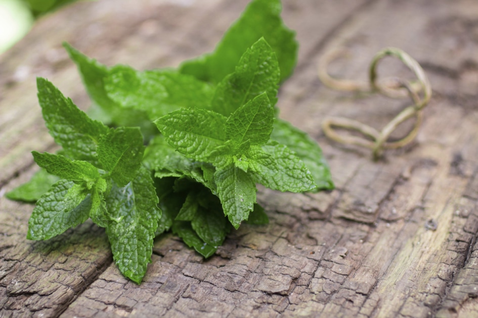 Spearmint - Herb