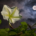Tropical white morning-glory - Flowering plant
