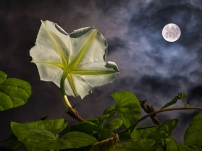 How To Create A Magical Moon Garden In Your Backyard featured image