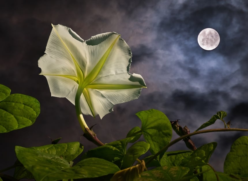 Tropical white morning-glory - Flowering plant