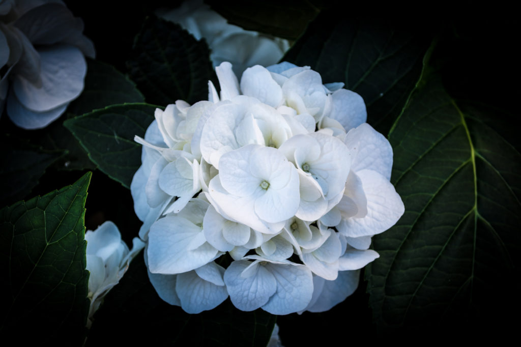 Closeup of big white hydrangea on dark background