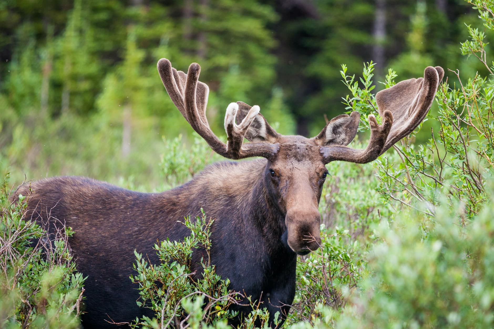 Moose with broad antlers standing among trees, a real garden pest in the northern tier of the United States and Canada