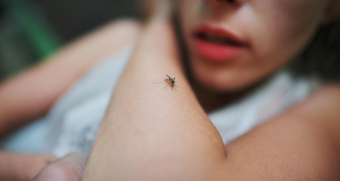 Mosquitoes - Dengue fever