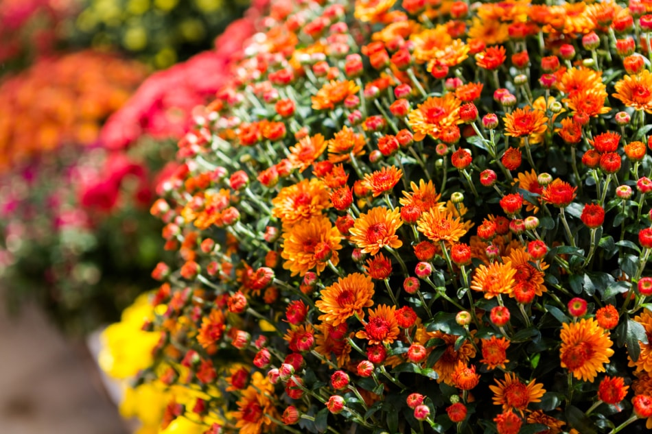 November birth flower, chrysanthemum.