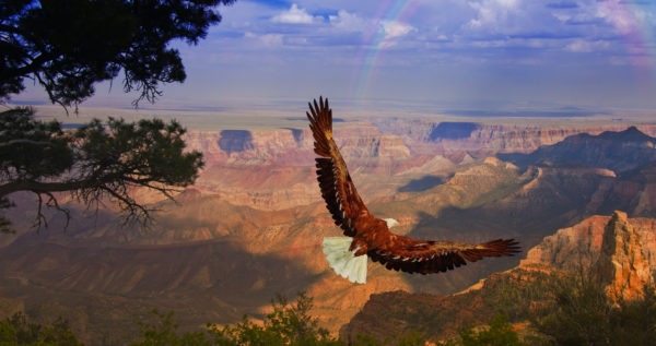 The bald eagle is the national bird of the United States.