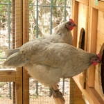 Chicken - Broiler