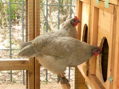 Selecting The Right Chicken Coop For Your Flock featured image