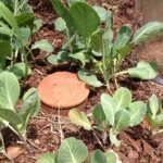 Irrigation - Container