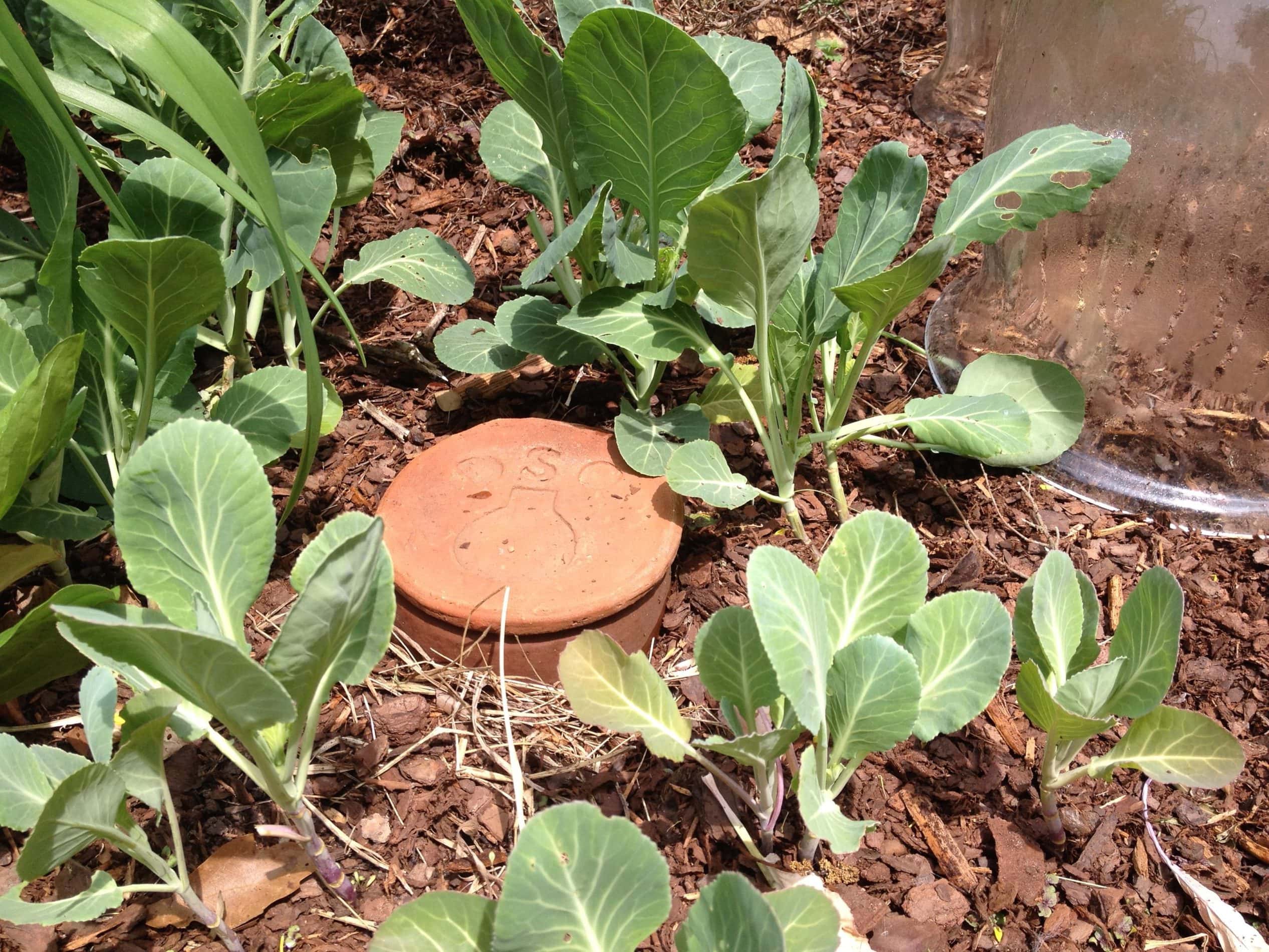 a buried olla surrounded by plants